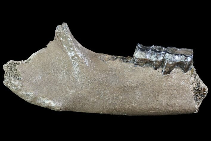 Fossil Rhino (Stephanorhinus) Lower Jaw - Hungary #87473